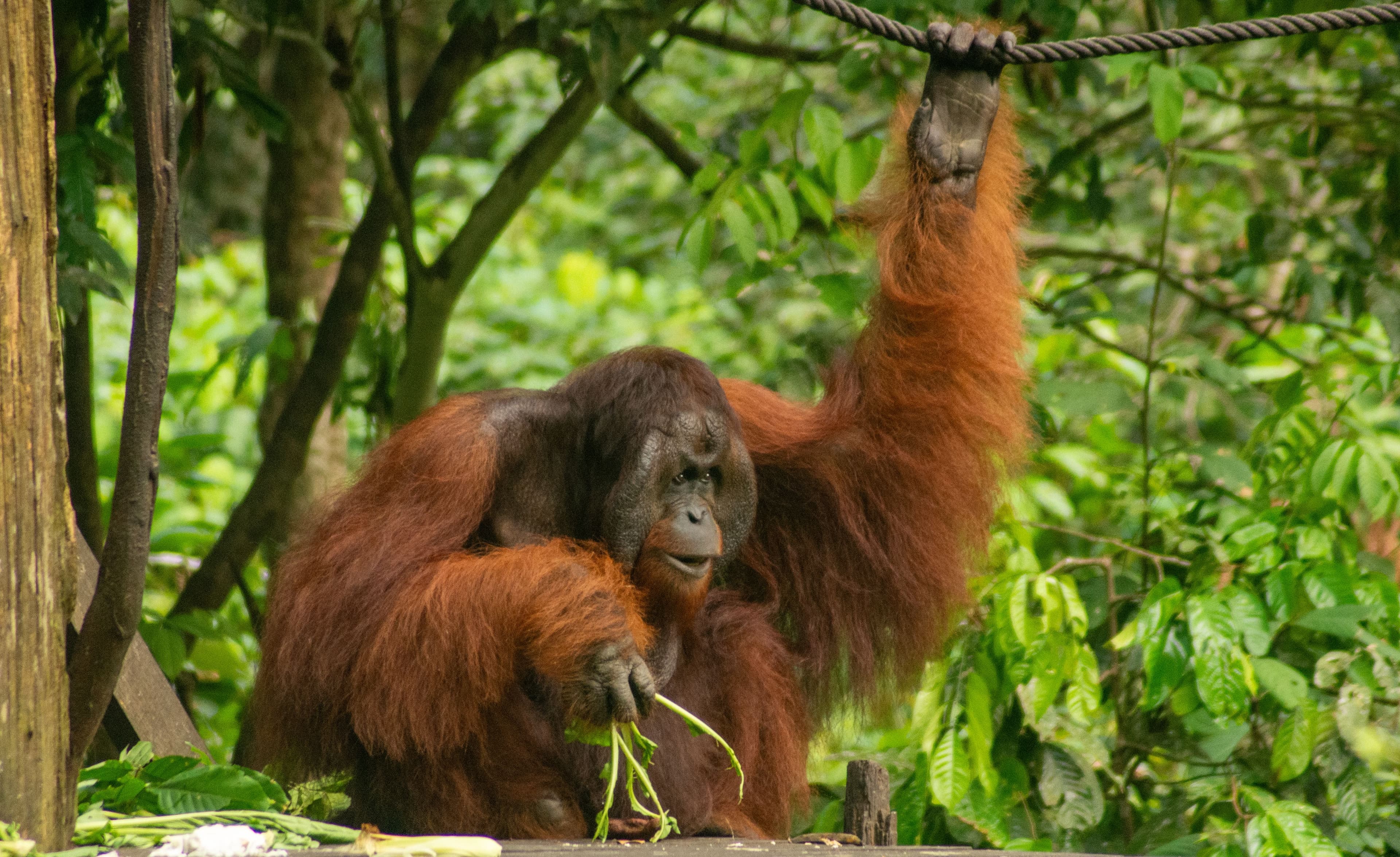 Kalimantan, Indonesia city landscape